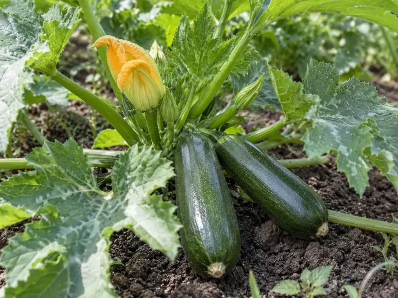 Courgettes vertes et fleur sur leur plant