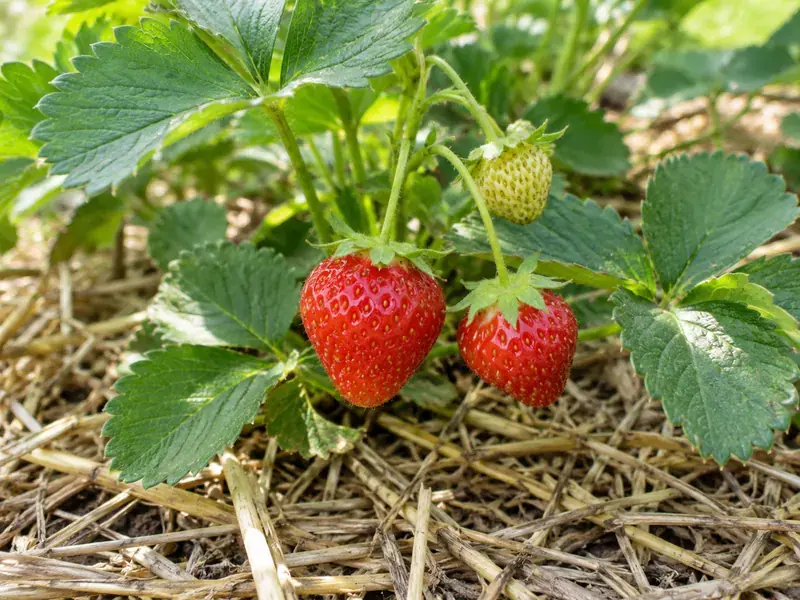 Fraises mûres et fruit immature sur un fraisier paillé